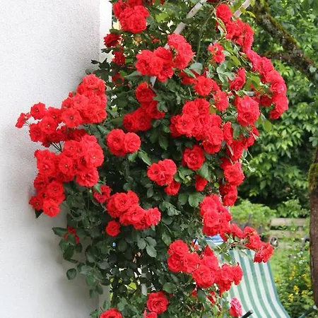 Leuner * 奥尔陶斯